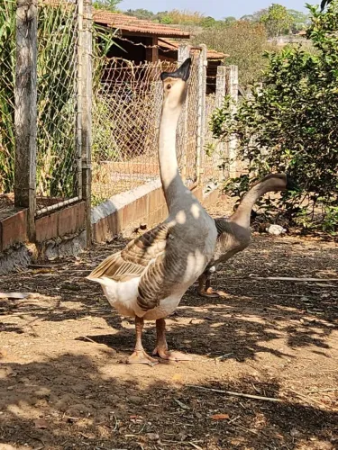 Ganso sinaleiro chinês pardo (africano)