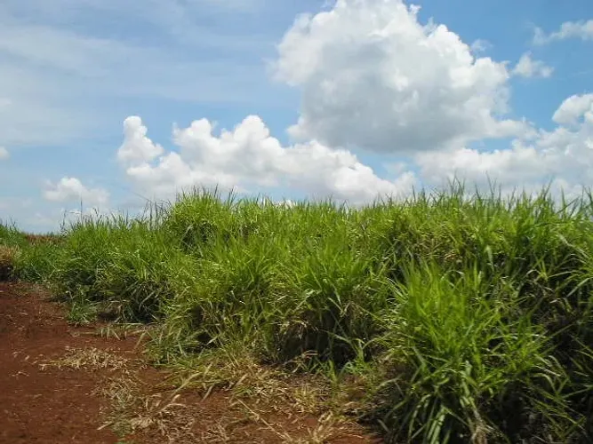 TERRENO DE 650M2 EM DUMONT, 800M DO CENTRO, APENAS 130.000,00