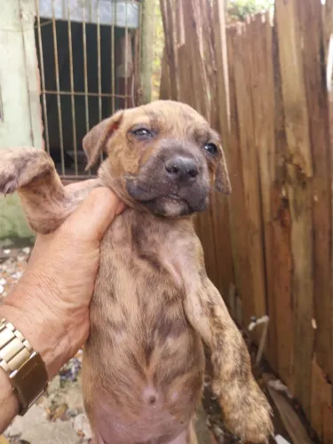Filhote de pit bul