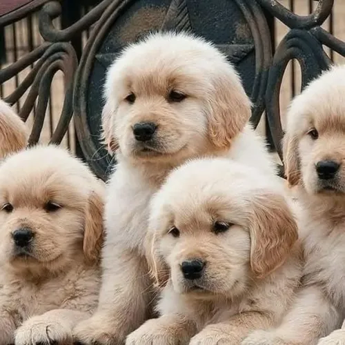 Filhotes de Golden Retriever | Pequenas patas, grandes emoções.