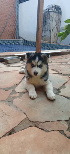 FILHOTE DE HUSKY SIBERIANO
