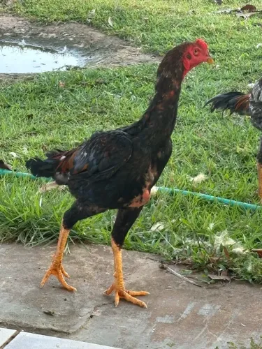 Galo e frangos