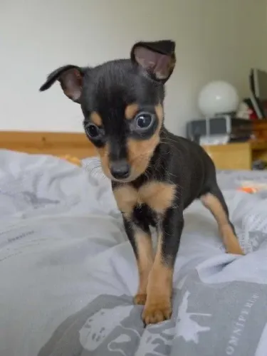 Filhotes De Pinscher - Fofura Garantidas Em Quatro Patinhas !