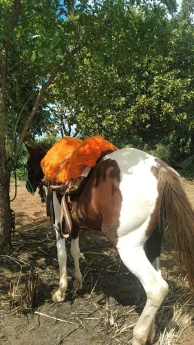 EGUA E POTRA A VENDA!