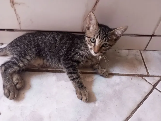 Doa-se gata bebê rajada