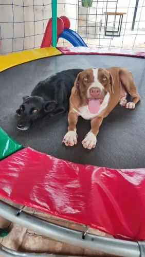 Doa-se dois cachorros