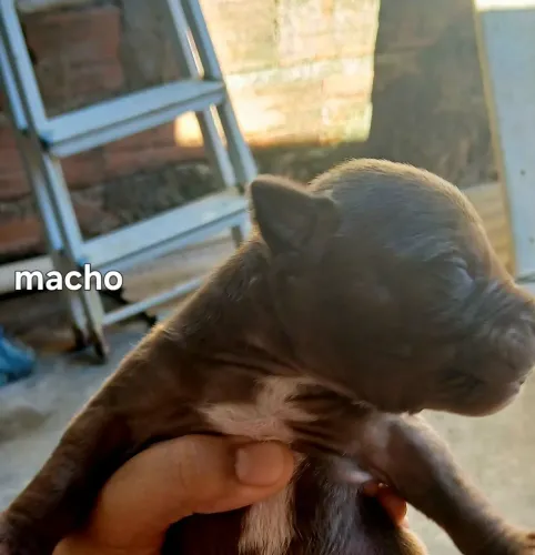 Filhoes de pitbull