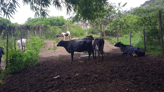 Vendo vacas girolando amojada 