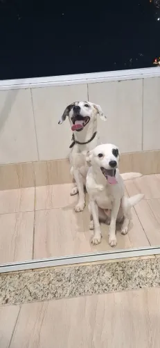 Doação de dois Cachorros brancos com manchas pretas