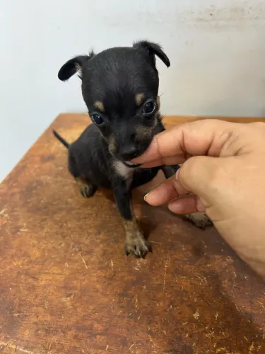 Pinscher macho