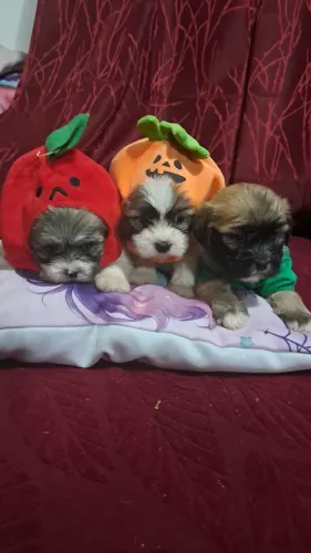 Lhasa Apso