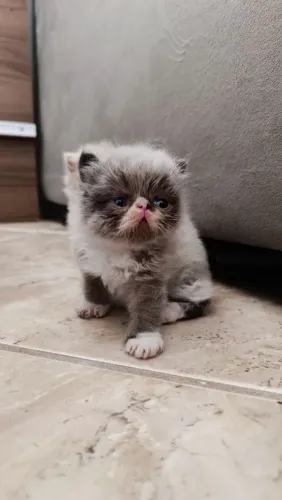 Gato persa Filhote disponível