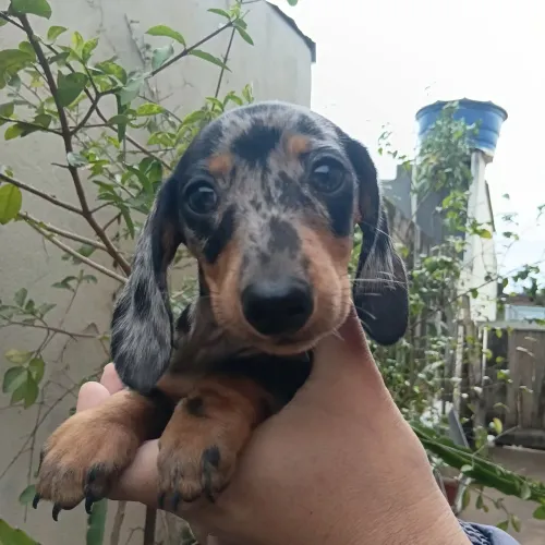 Cachorros salsichas