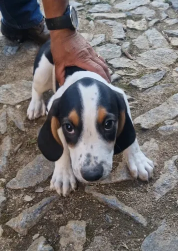Filhote de Cachorro Americano Urrador Puro