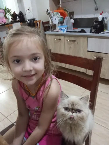 Gata persa 