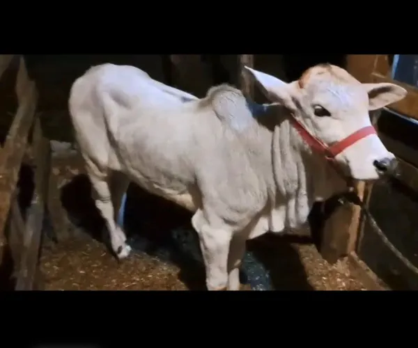 Vendo novilha nelore