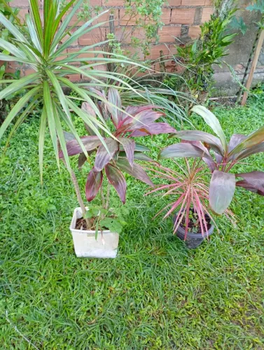 Plantas