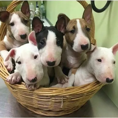 Bull Terrier Filhotes 