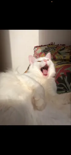 Doa-se gatinho branco