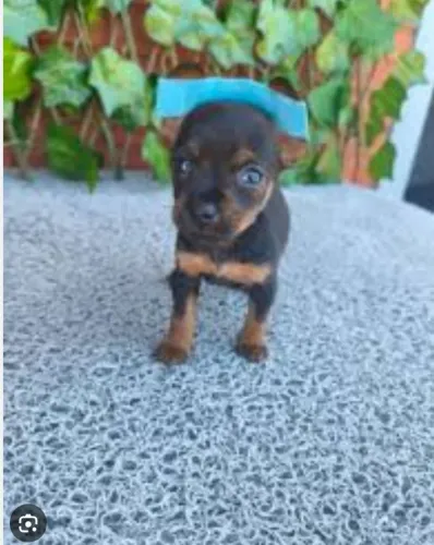 Fox paulistinha com pinscher disponível
