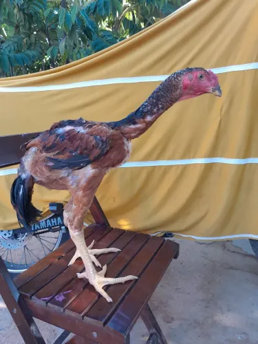 Vendo 2 franguinhos  índio gigante puro franguinhos vom 3 meses 