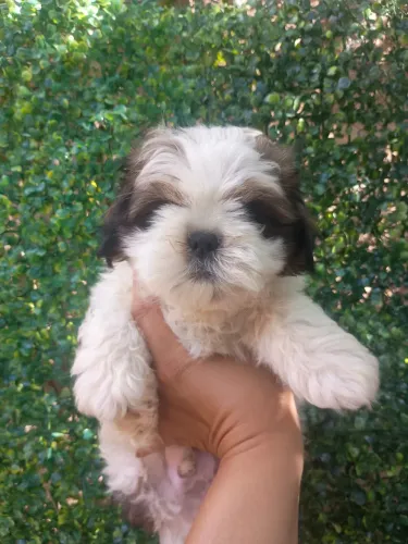 Shih-tzu com 55 dias fêmea vacinada e vermifugada