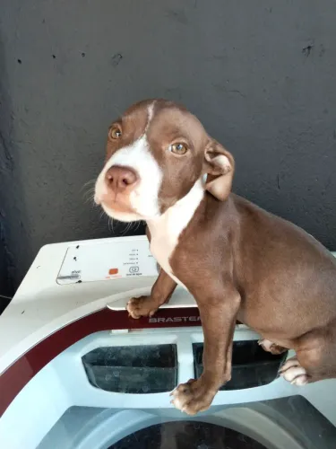 Filhote de Pitbull