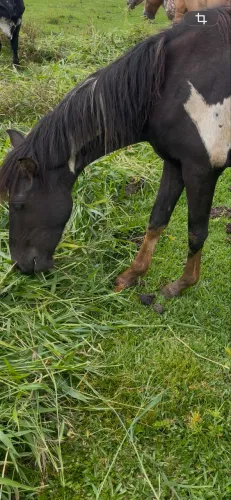 Cavalos