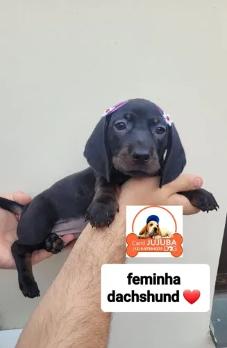 Dachshund  lindos filhotes. Canil Jujuba Dog 