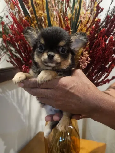 Chihuahau 
