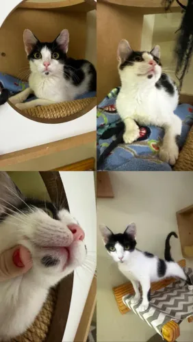 Adoção Gato macho Filhote