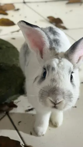 Vendo coelho, 1 ano lindo, branco