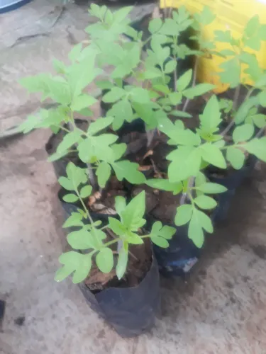 Vendo lindas mudas de tomates cereja 