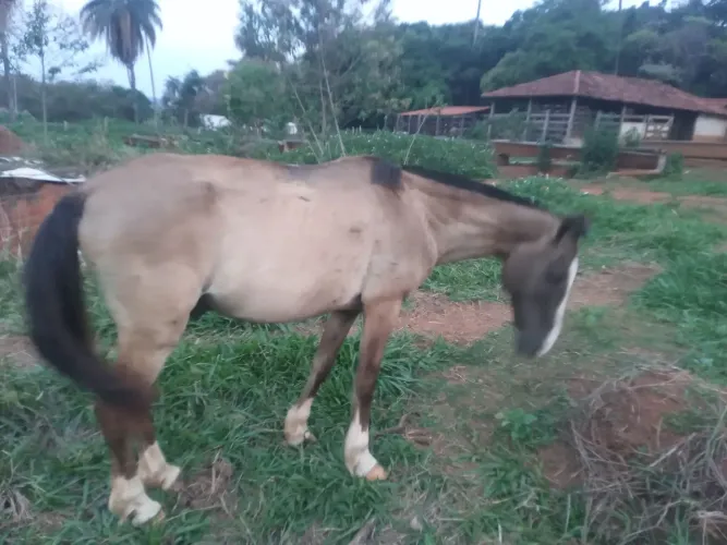 Vende-se cavalo macha picada 6 anos