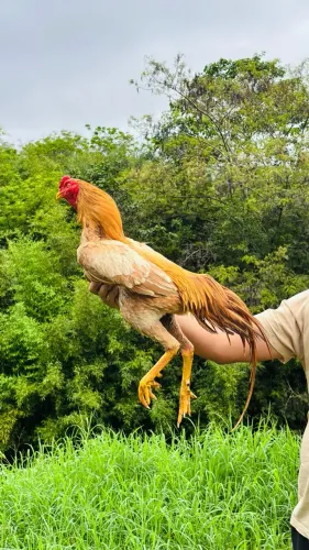 Galo índio