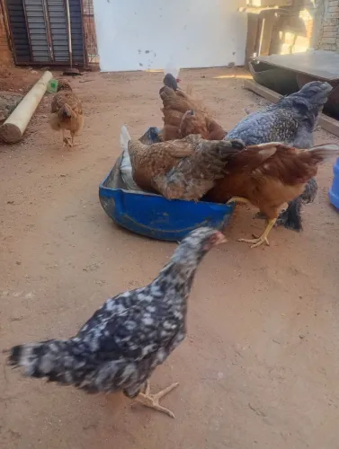 11 Galinhas lote só hoje
