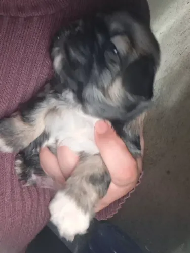 Vendo machinho shitzu