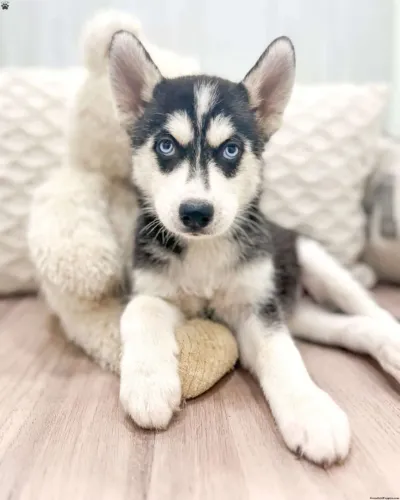 ?Últimos filhotes de Husky Siberiano disponíveis?