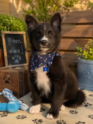 Filhotes de border collie macho PROMOÇÃO!