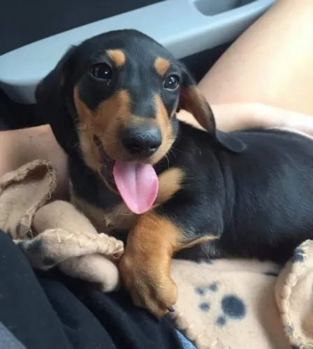 Dachshund Traz Personalidade Para Seu Cotidiano
