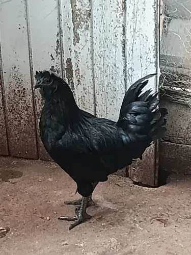 Casal de Ayam Cemani