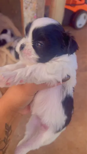 Shih tzu