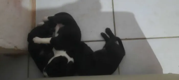 CACHORRINHOS PARA ADOÇAO