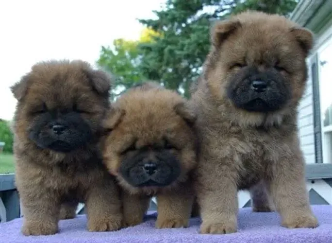 Chow chow protetor