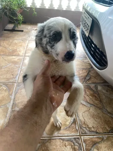 Filhote Boder Collie