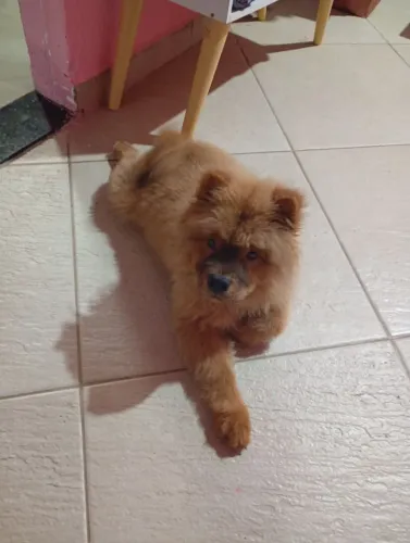 Vendo cachorro ? da raça chow-chow