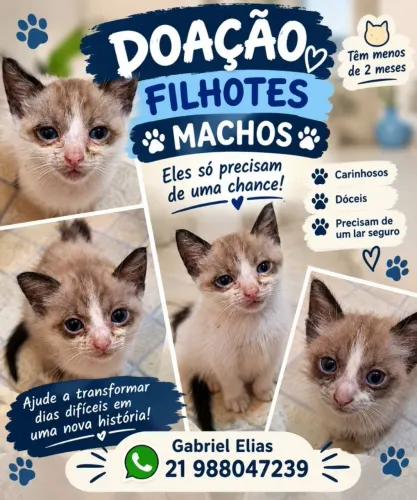 Gatinhos machos para adoção responsável 2 meses aproximadamente