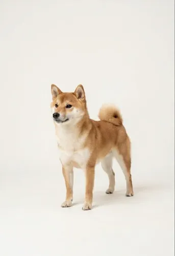 Lindos filhotes de Shiba Inu