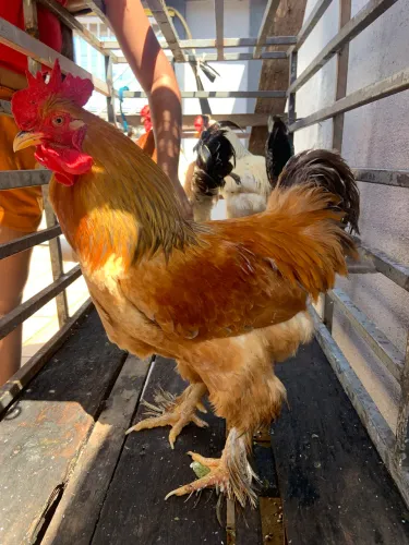 Galo Brahma