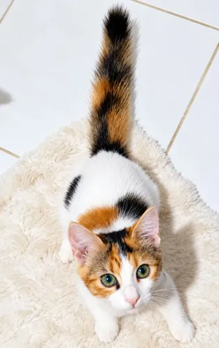 ENCANTADORA GATINHA DE 4 MESES,  FILHA DE GATOS VAN TURCO E ANGORÁ 